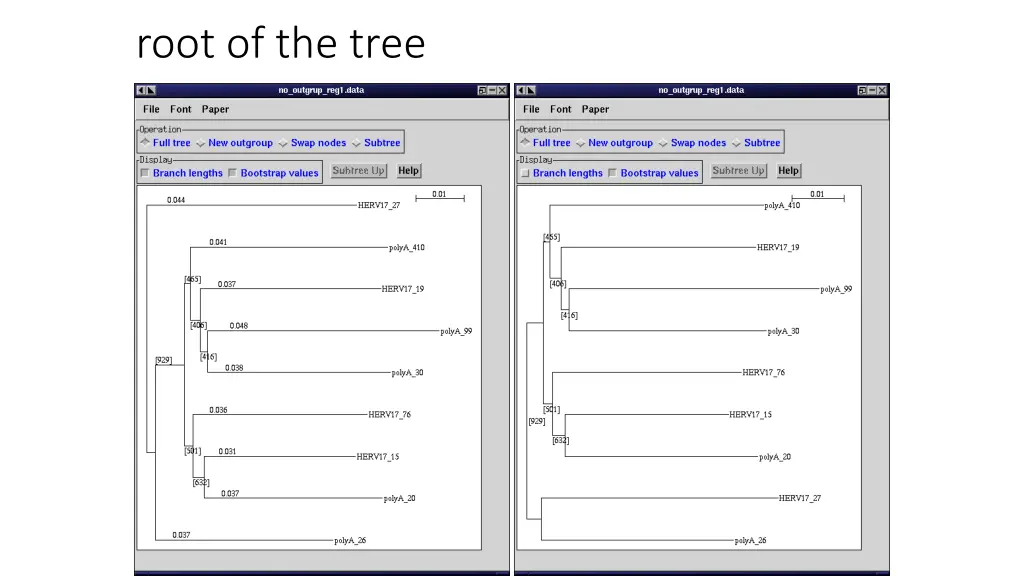 root of the tree