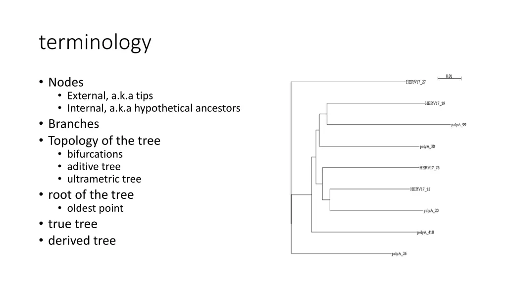 terminology