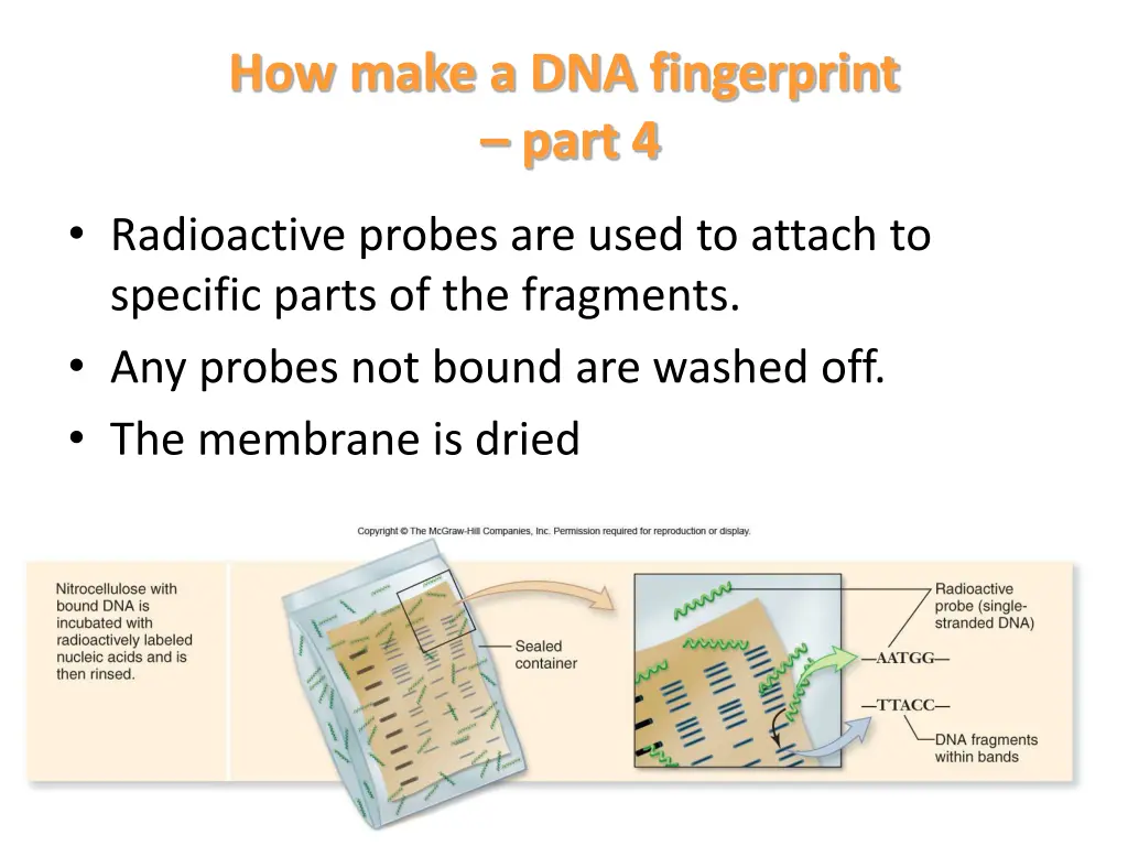 how make a dna fingerprint part 4