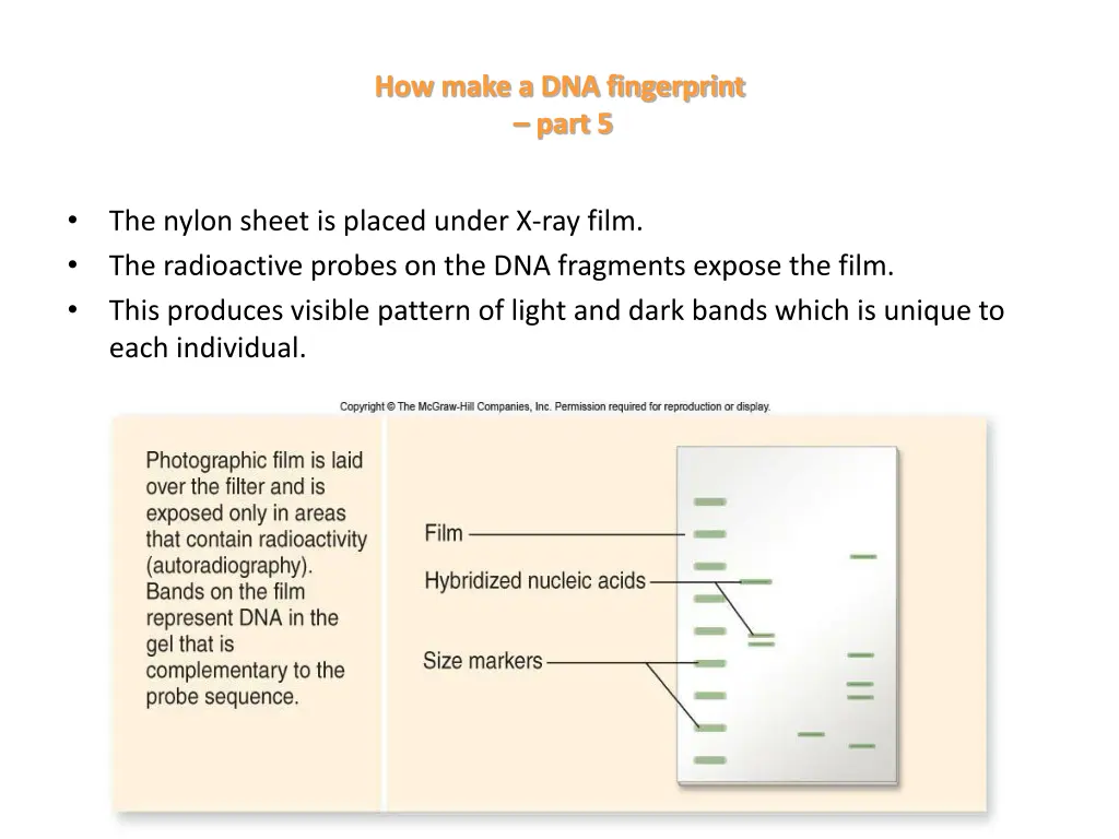 how make a dna fingerprint part 5