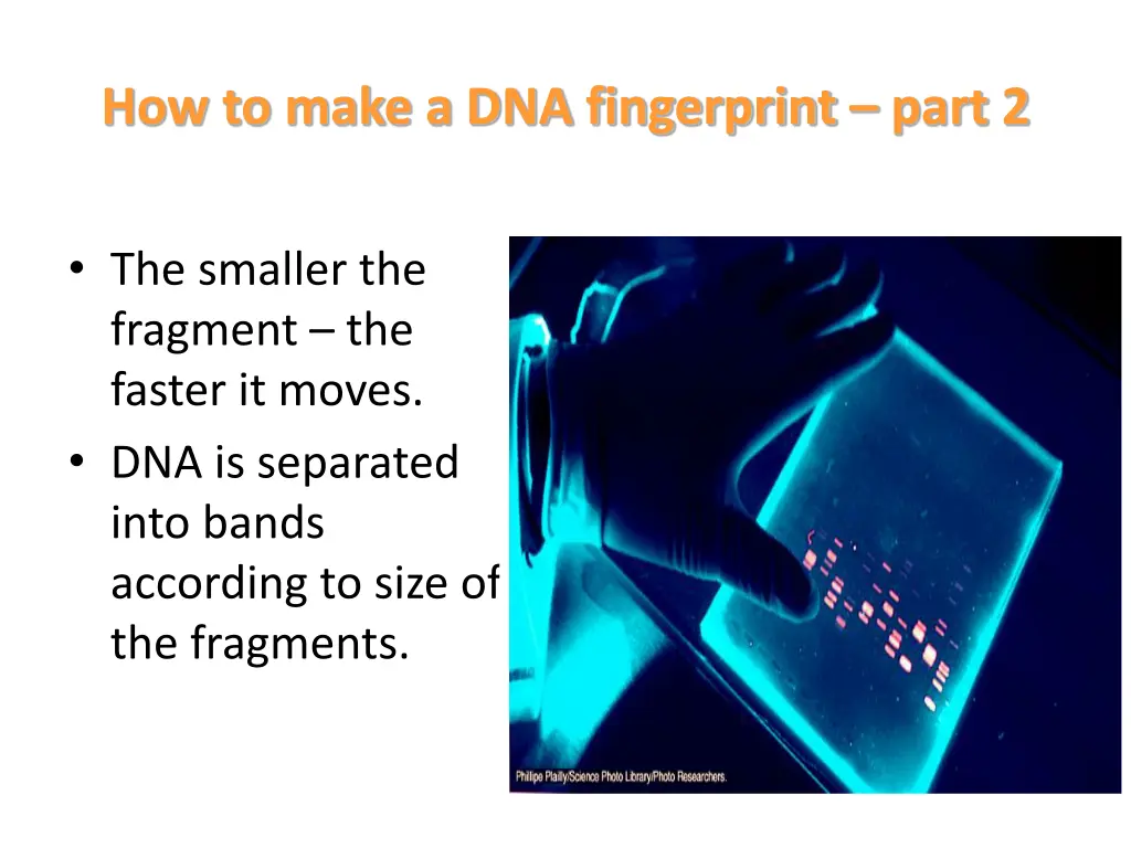 how to make a dna fingerprint part 2 1