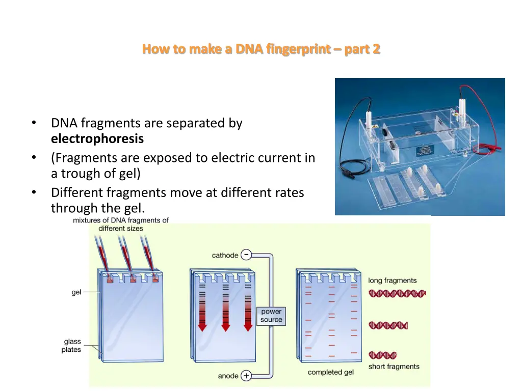 how to make a dna fingerprint part 2