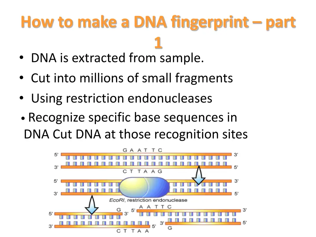 how to make a dna fingerprint part
