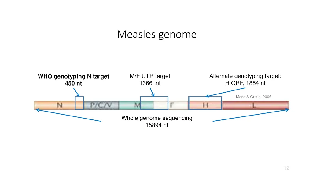 measles genome