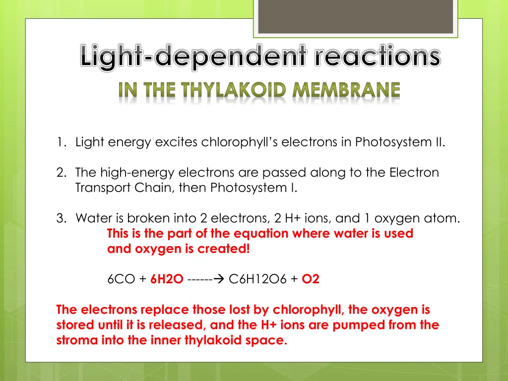 light dependent reactions in the thylakoid 1