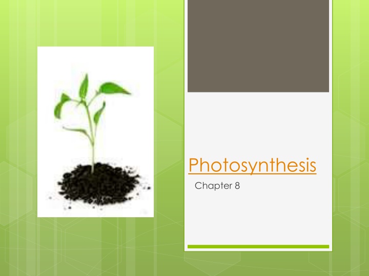 photosynthesis chapter 8