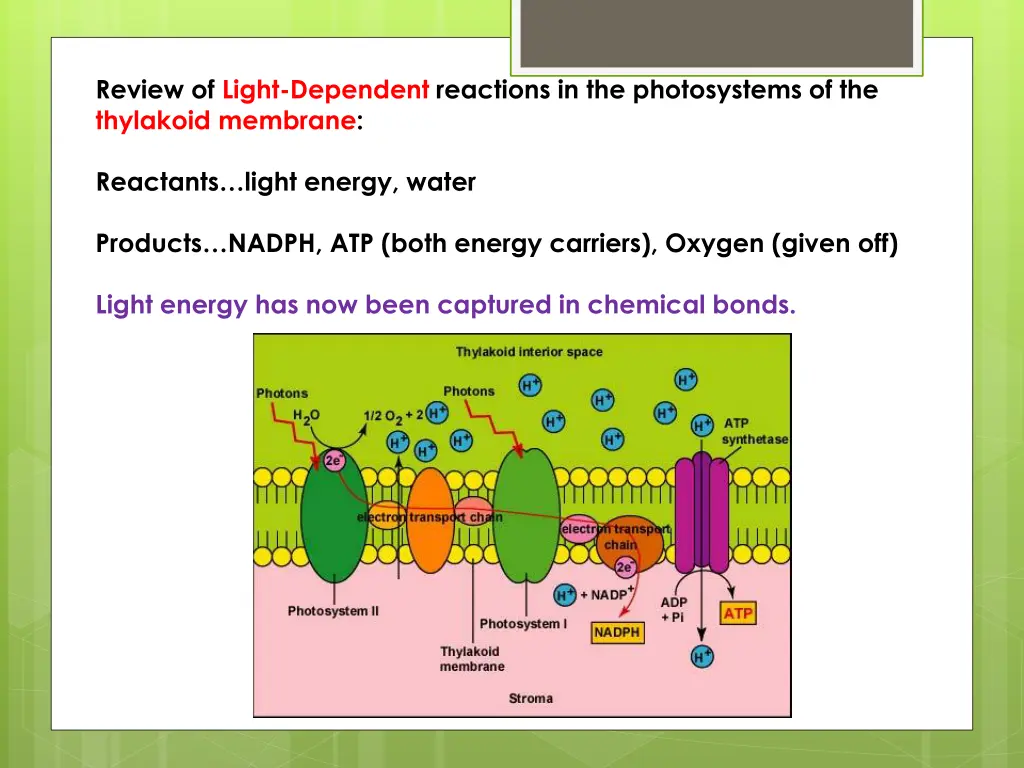 review of light dependent reactions