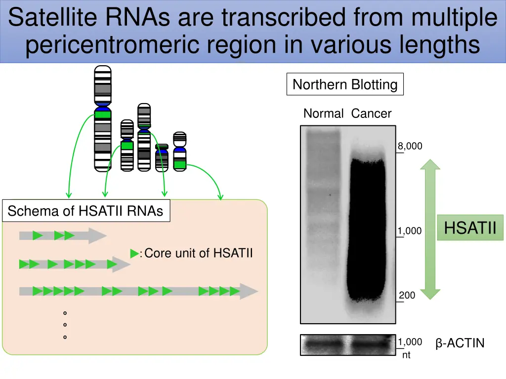 satellite rnas are transcribed from multiple
