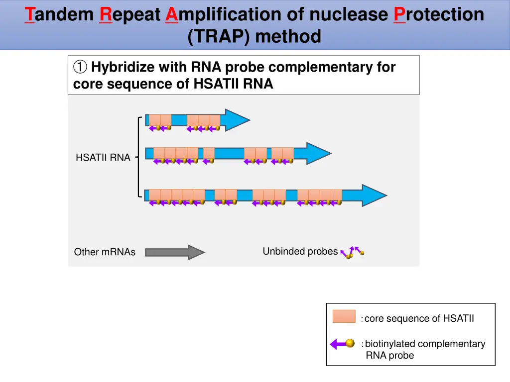 tandem repeat amplification of nuclease 1