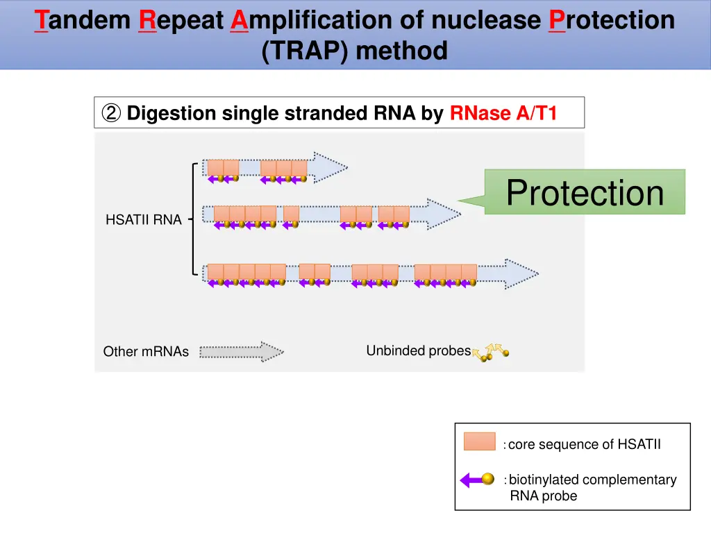tandem repeat amplification of nuclease 2