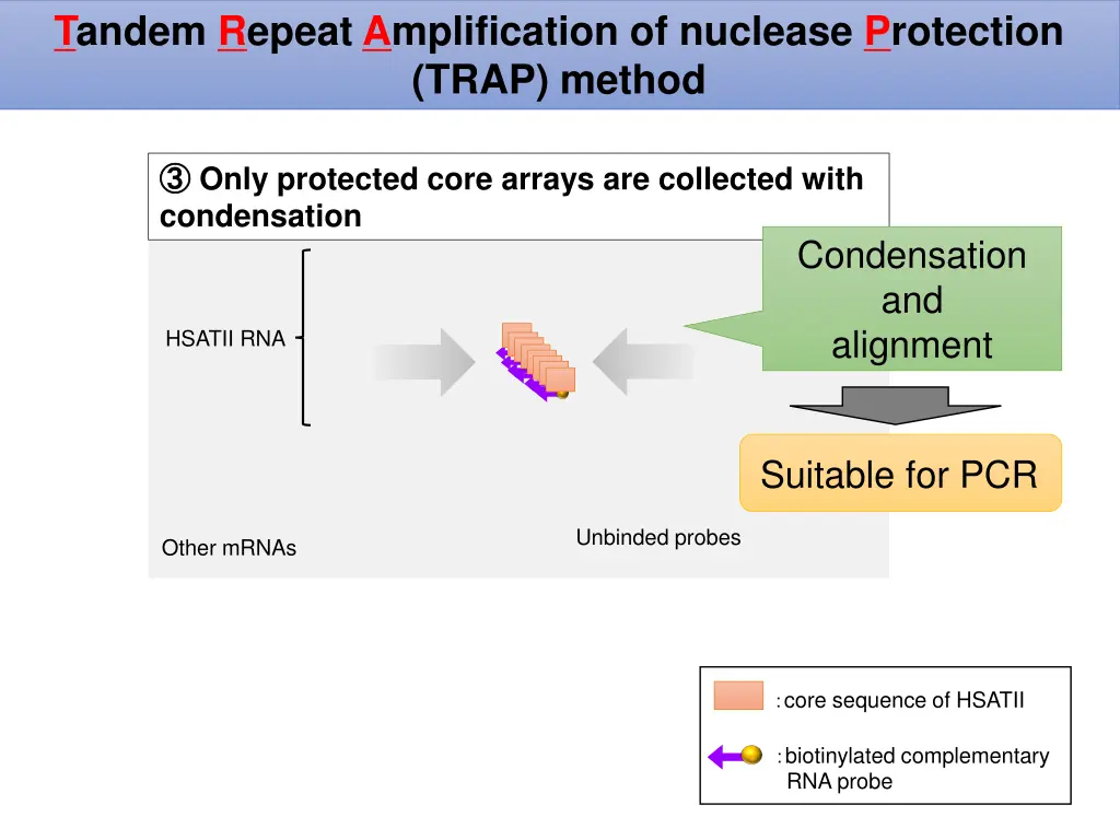 tandem repeat amplification of nuclease 3