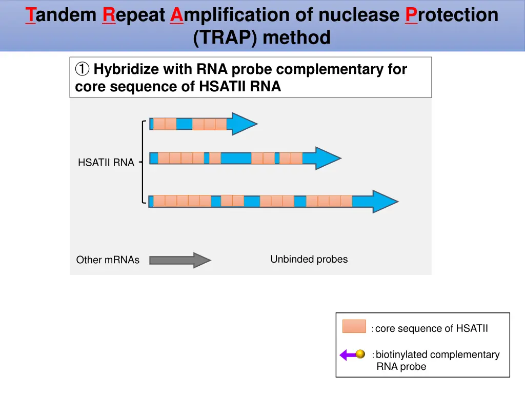 tandem repeat amplification of nuclease