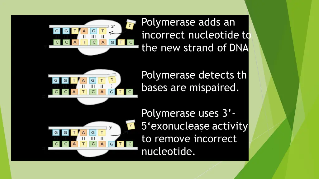 polymerase adds an incorrect nucleotide