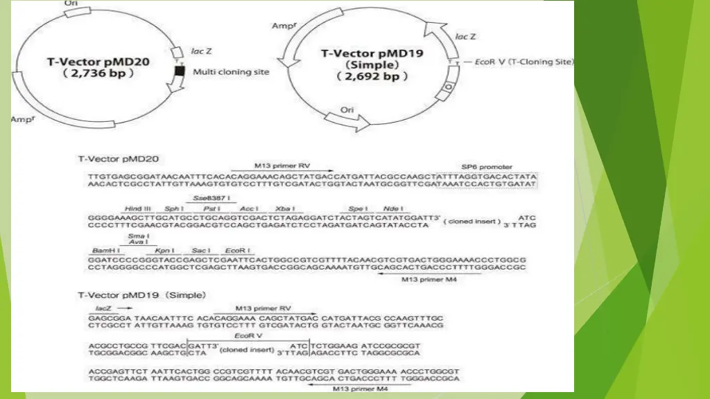slide21