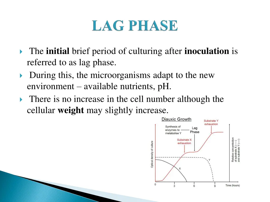 the initial brief period of culturing after