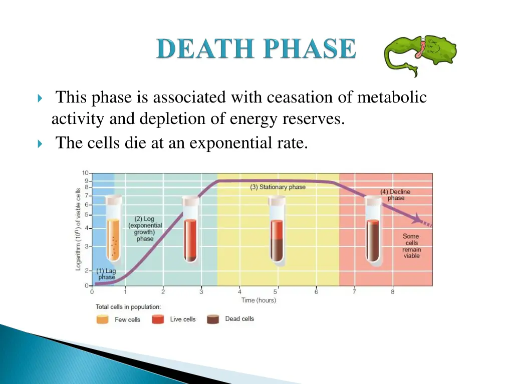 this phase is associated with ceasation