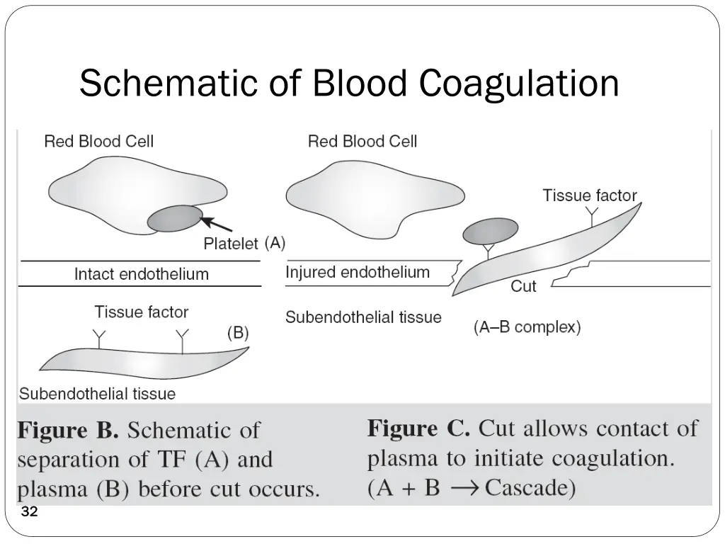 schematic of blood coagulation