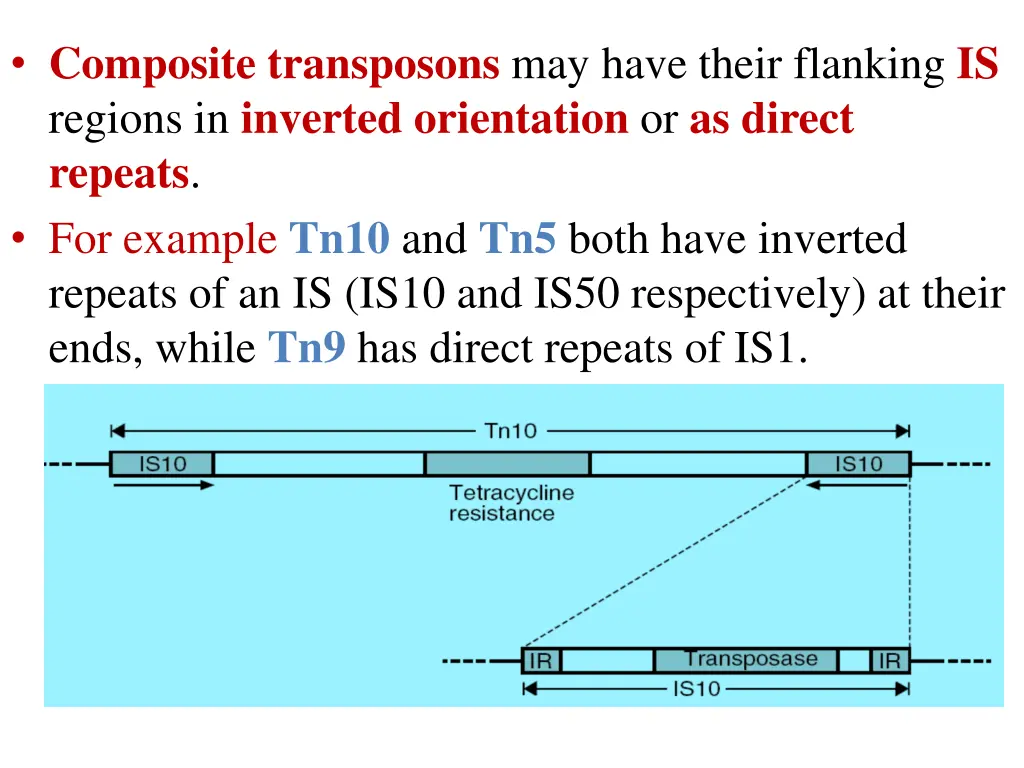 composite transposons may have their flanking