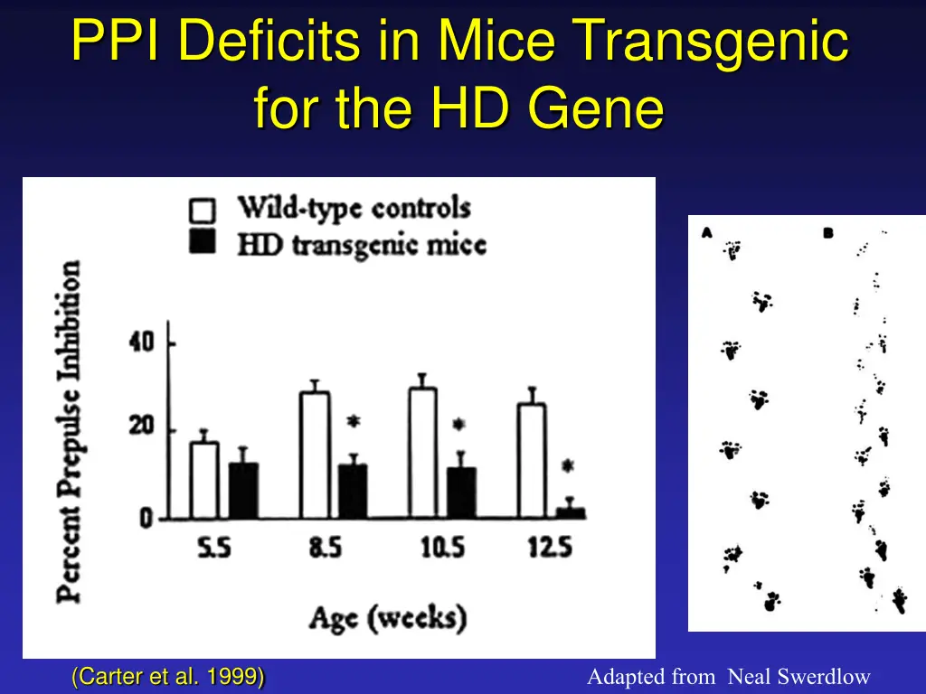 ppi deficits in mice transgenic for the hd gene