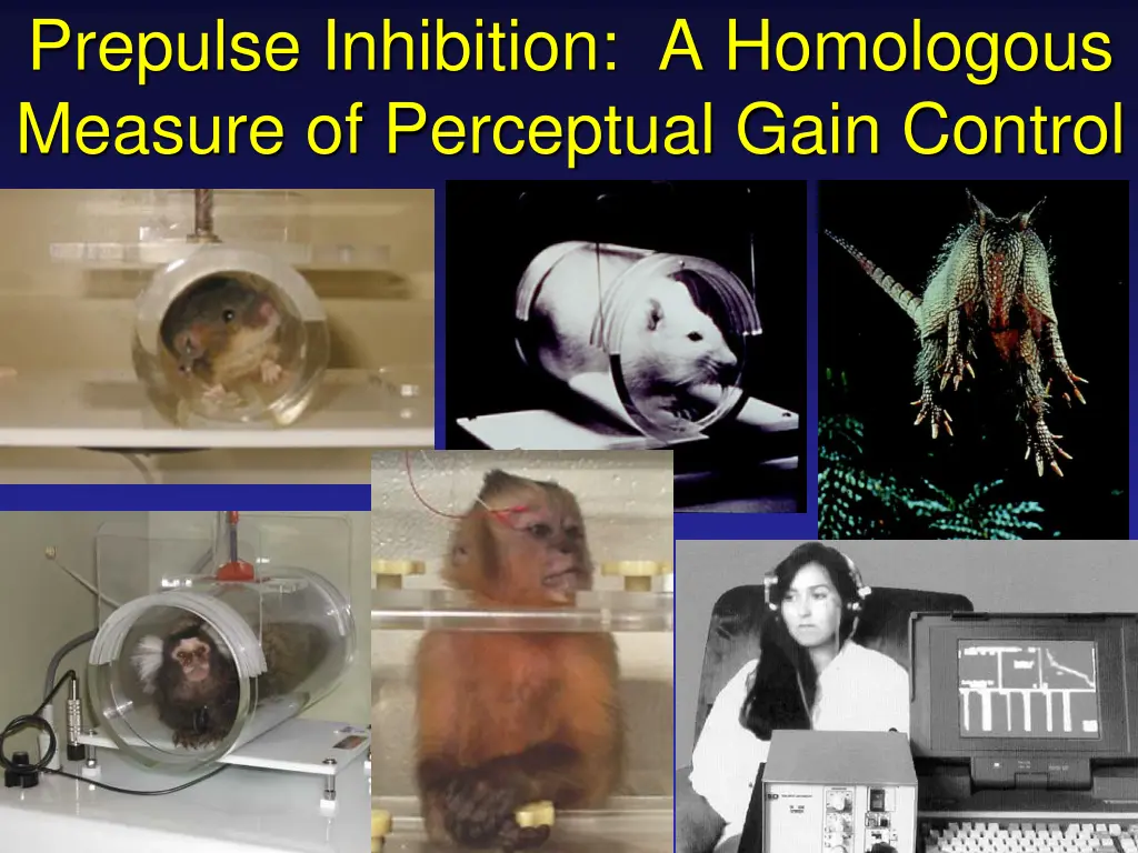 prepulse inhibition a homologous measure