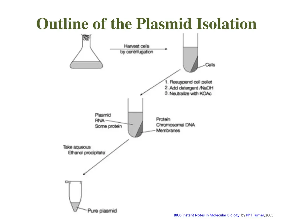 outline of the plasmid isolation