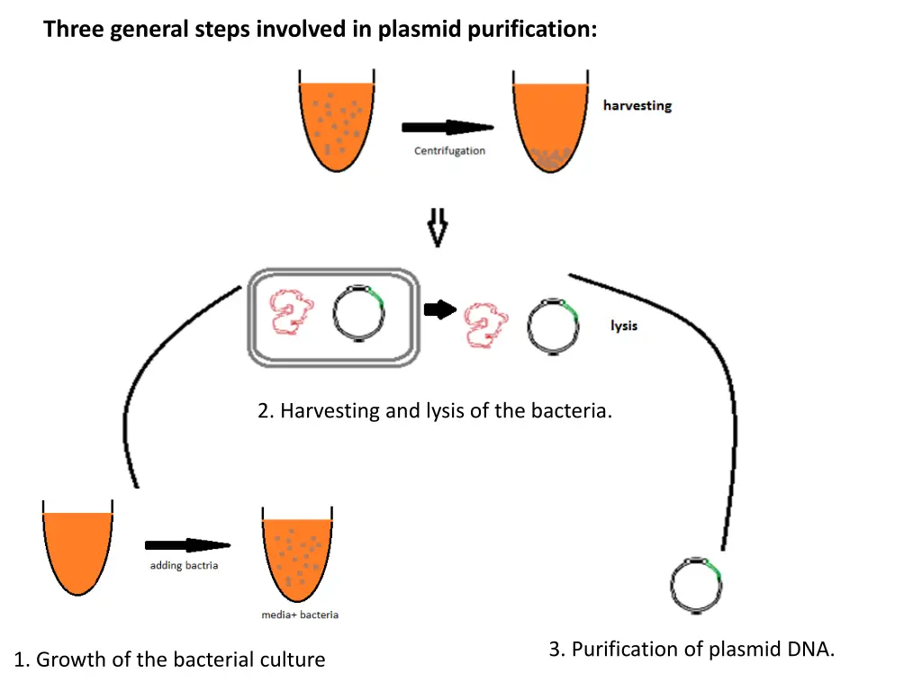 three general steps involved in plasmid 1