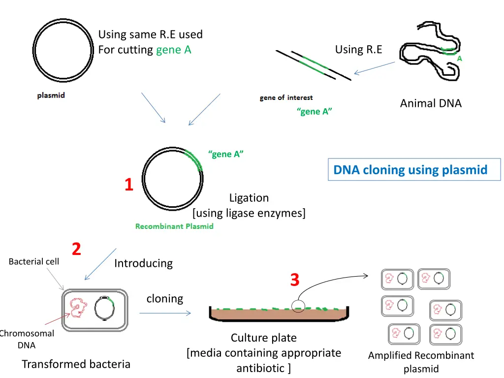 using same r e used for cutting gene a