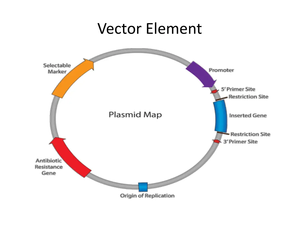 vector element