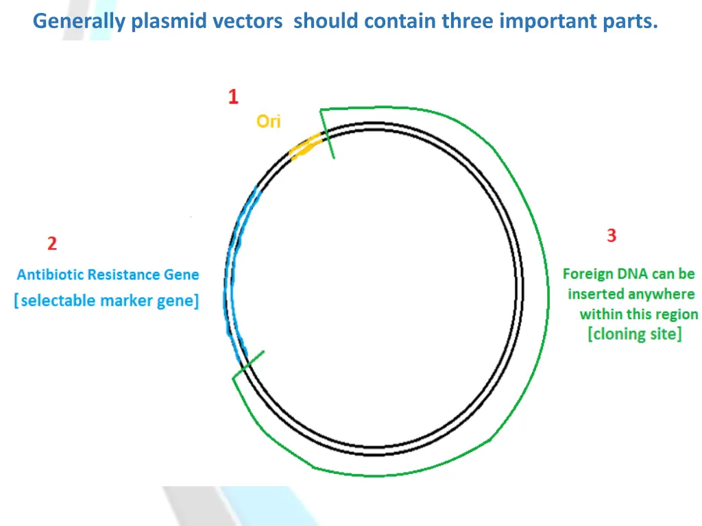 generally plasmid vectors should contain three