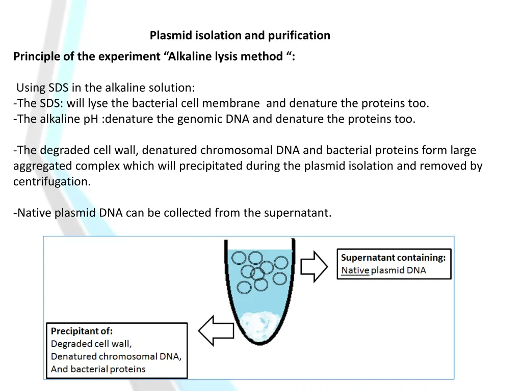 plasmid isolation and purification