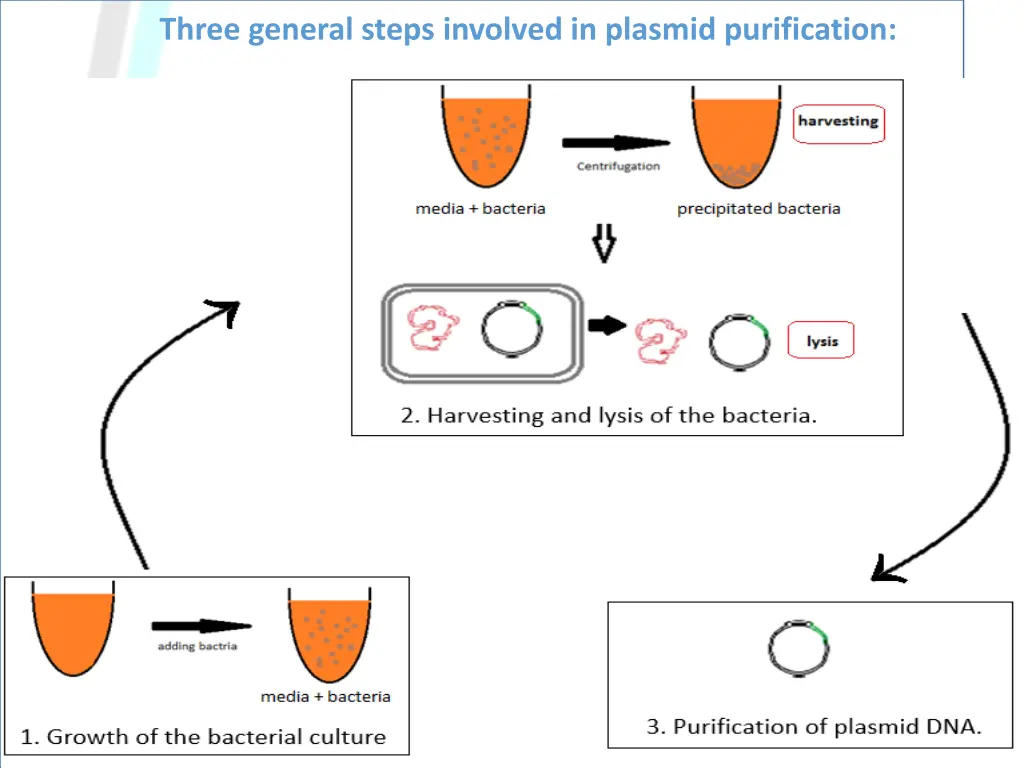 three general steps involved in plasmid