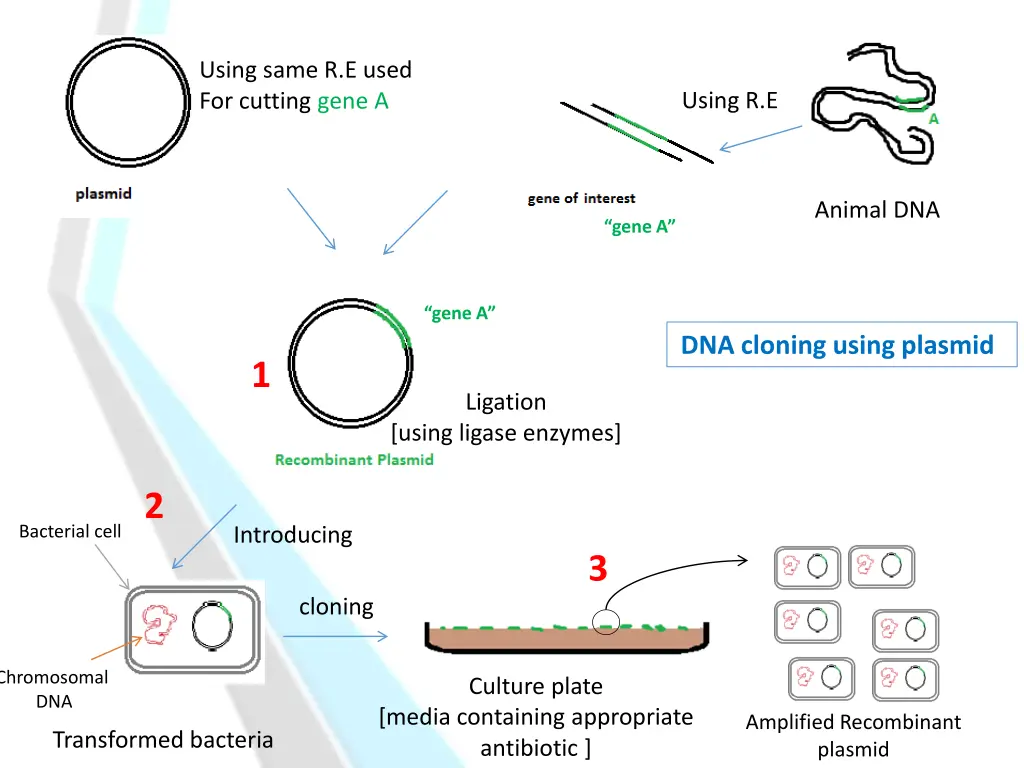 using same r e used for cutting gene a