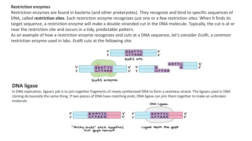 restriction enzymes restriction enzymes are found