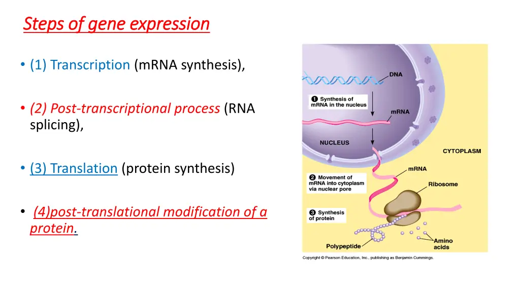 steps of gene expression steps of gene expression