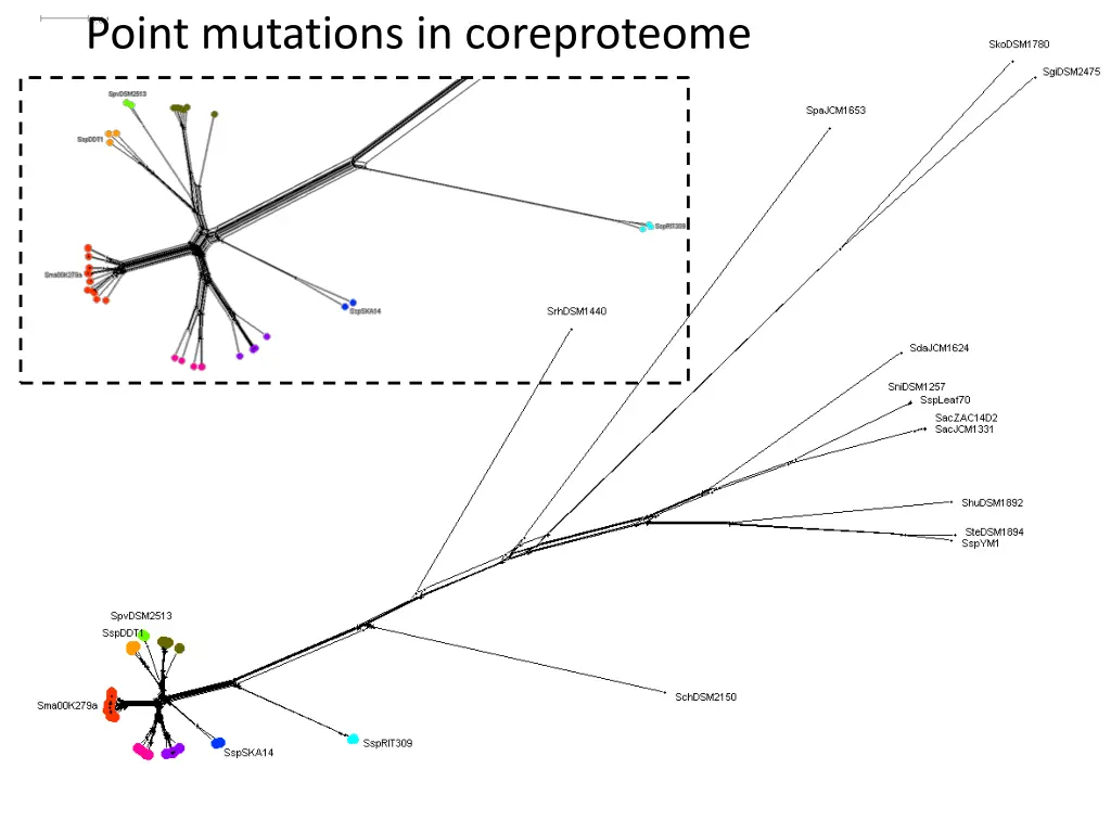 point mutations in coreproteome