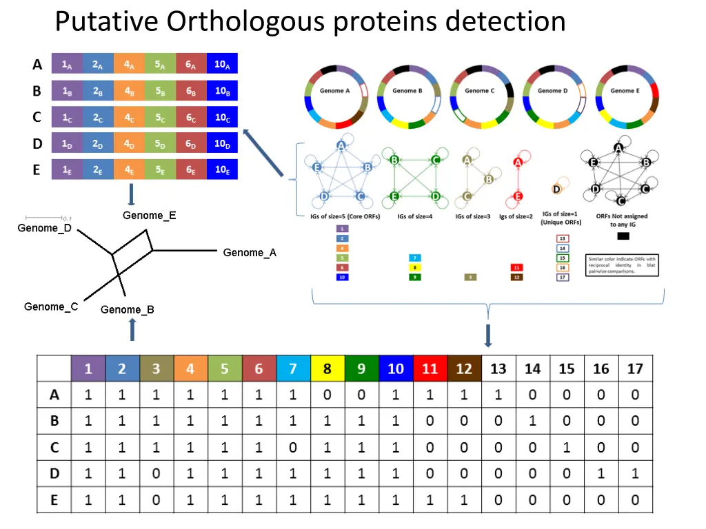 putative orthologous proteins detection