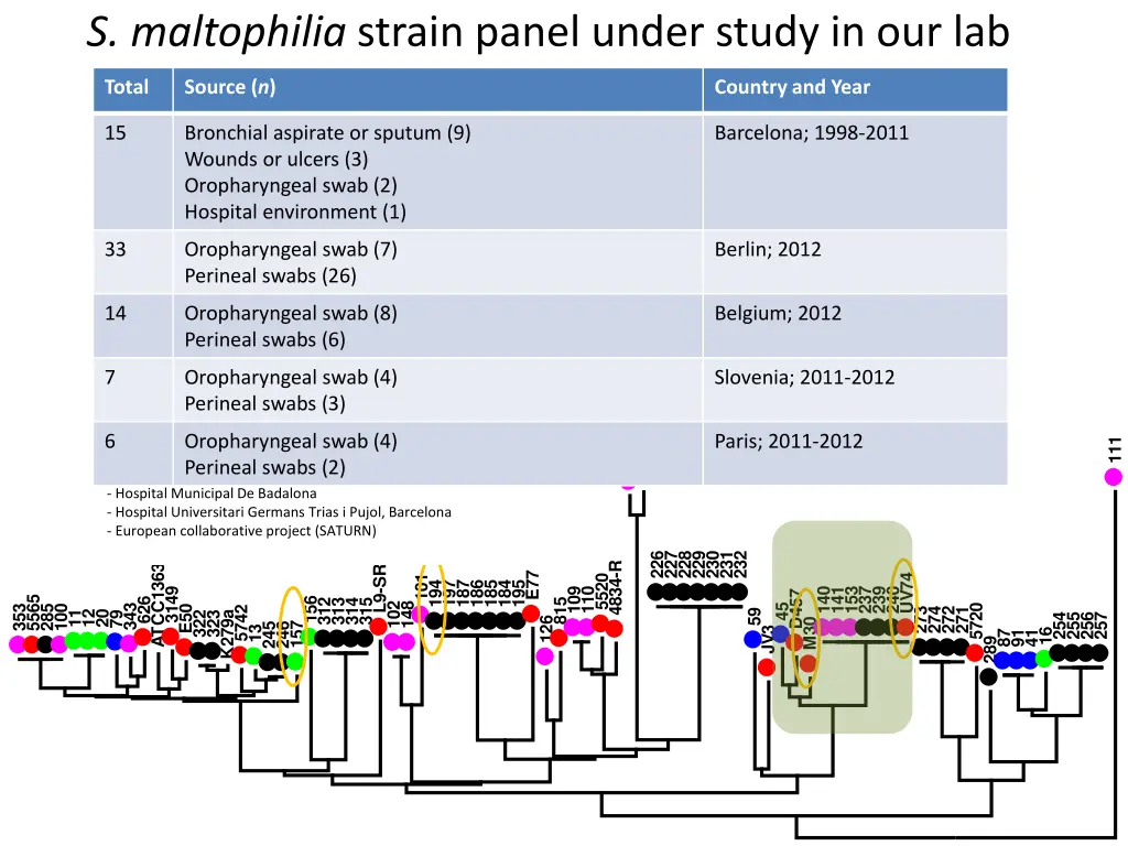 s maltophilia strain panel under study in our lab