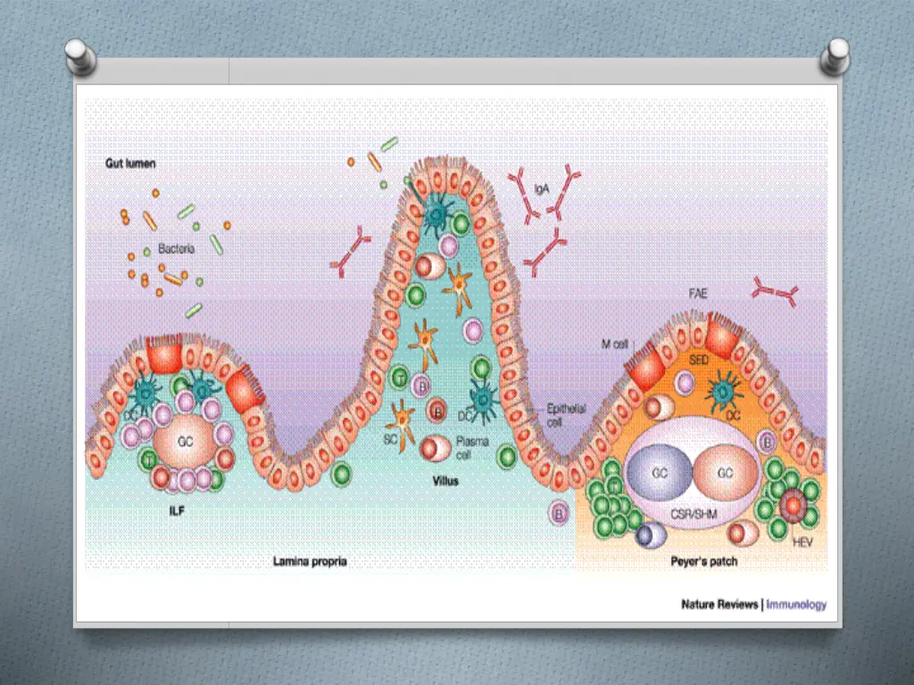 slide26