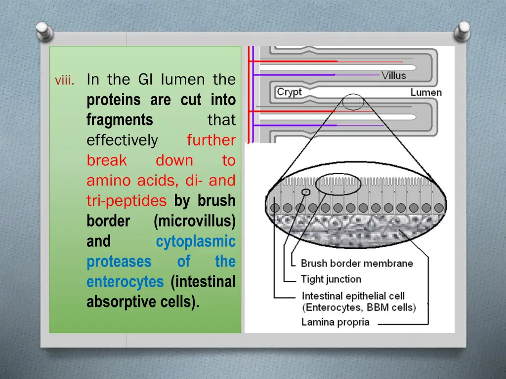 viii in the gi lumen the proteins are cut into
