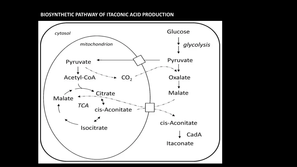 biosynthetic pathway of itaconic acid production