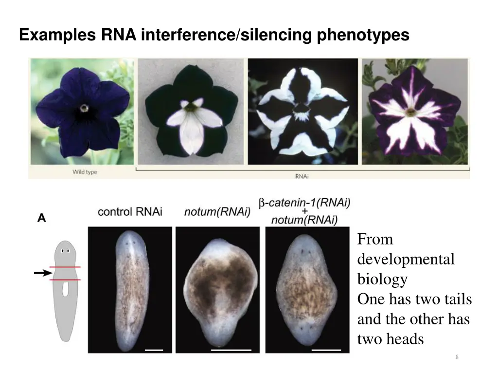 examples rna interference silencing phenotypes