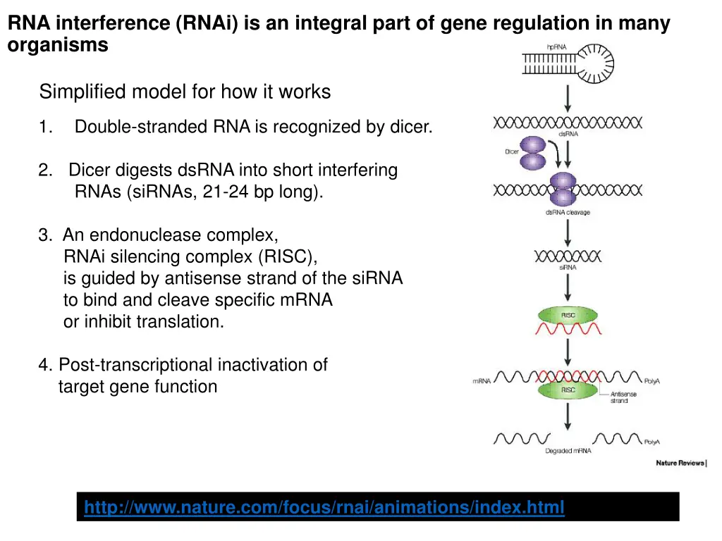 rna interference rnai is an integral part of gene