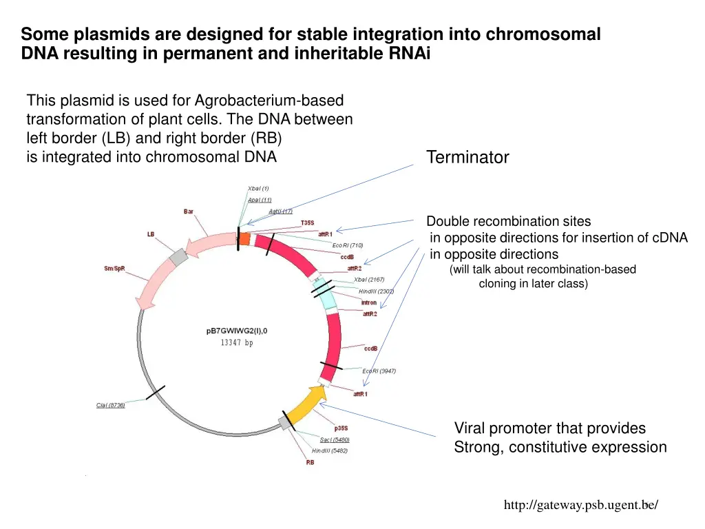 some plasmids are designed for stable integration