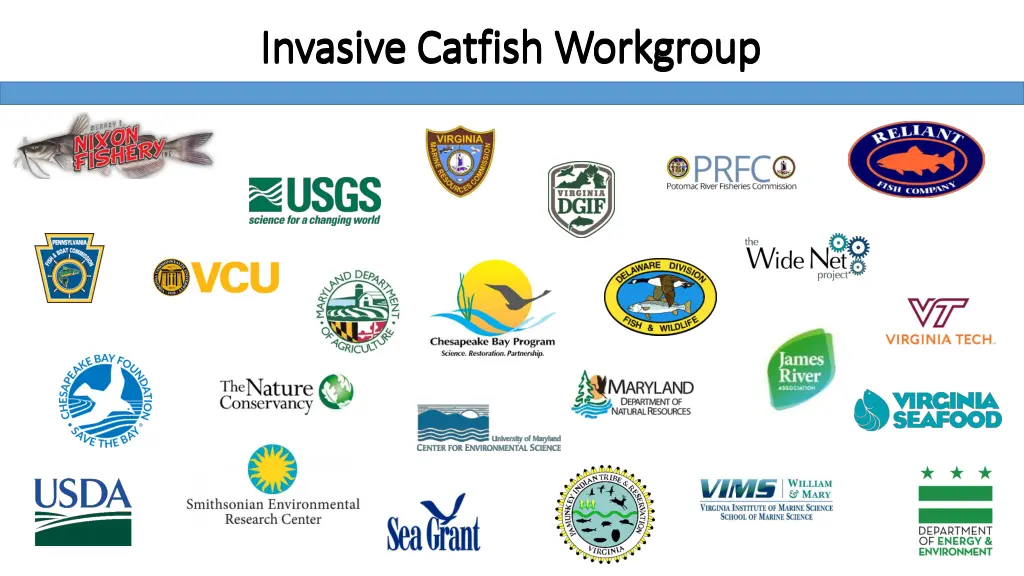 invasive catfish workgroup invasive catfish