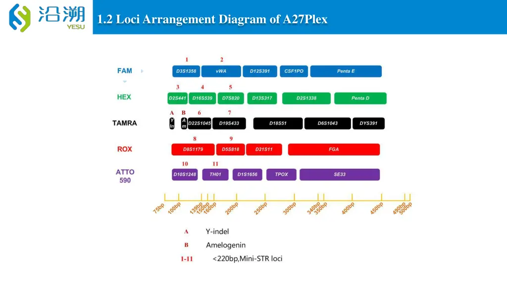 1 2 loci arrangement diagram of a27plex