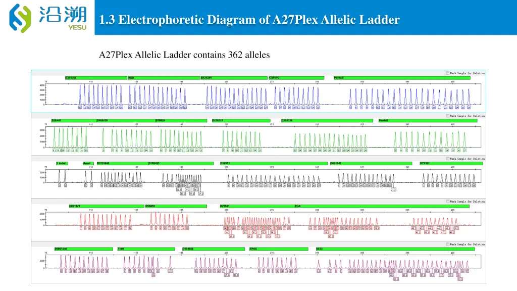 1 3 electrophoretic diagram of a27plex allelic