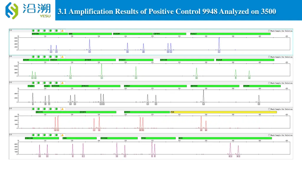 3 1 amplification results of positive control
