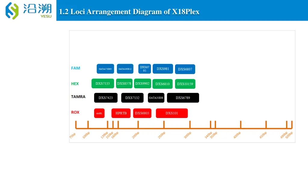 1 2 loci arrangement diagram of x18plex