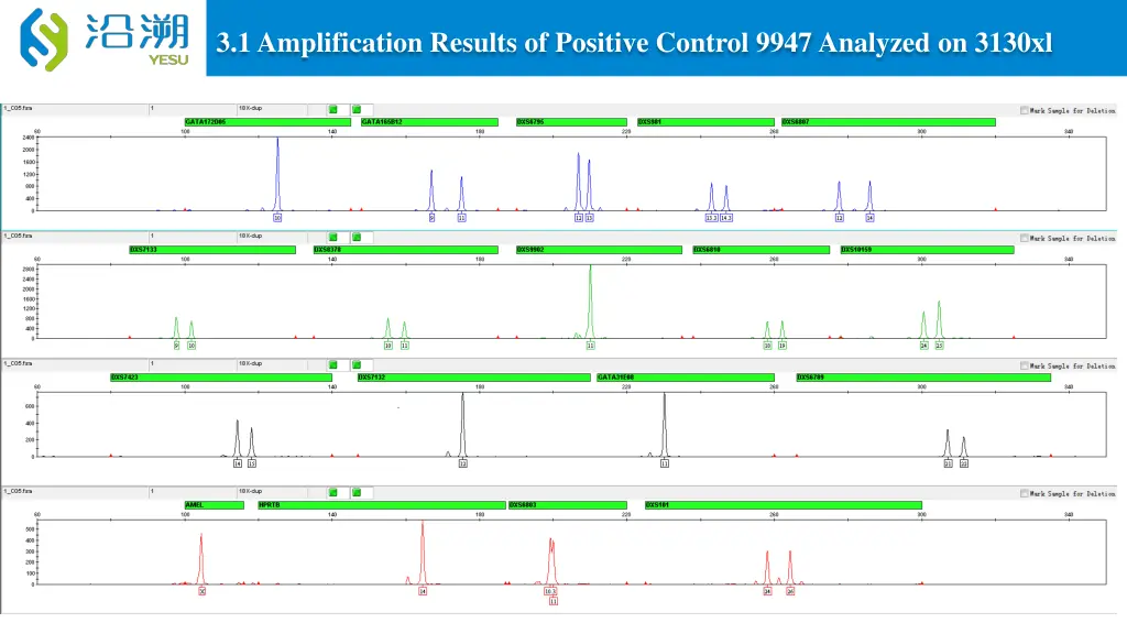 3 1 amplification results of positive control
