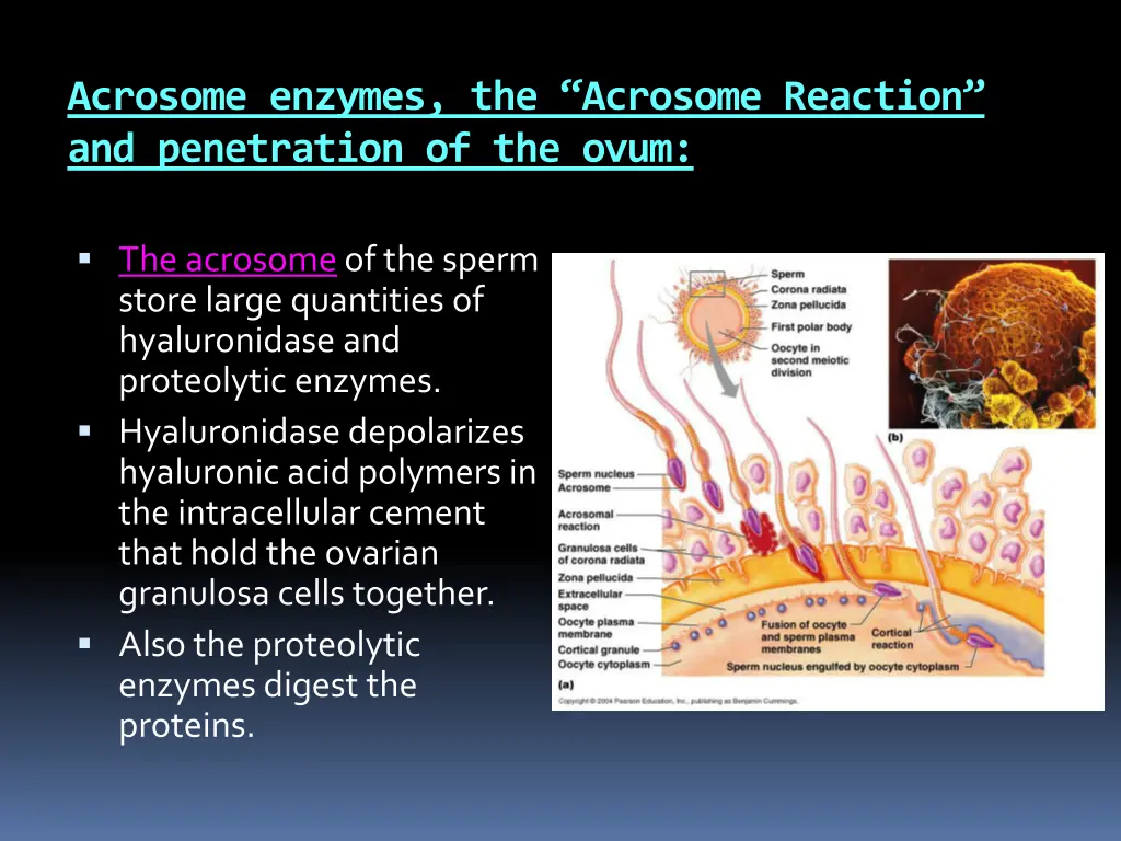 acrosome enzymes the acrosome reaction